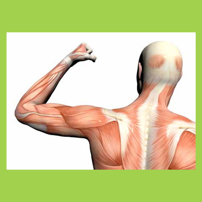 Advance Factor Complex - Fibras Musculares